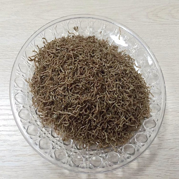 Dried     bloodworms .jpg